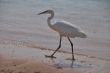 egret at the beach