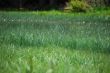 green reed