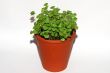 pot with basilikum
