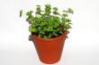 pot with parsley