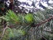 Green fir branch with a pins