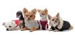 five chihuahuas