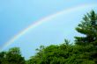 Rainbow with blue skies and trees