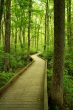 Wooden bridge through the forest