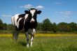 Black cow grazing in a field