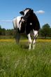 Black cow grazing in a field