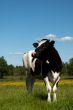 Black cow grazing in a field