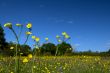 yellow flower against the blue sky