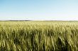 immature wheat  field