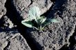 plant growing  in the cracked soil