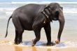 The elephant 