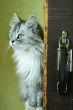 Cat and old suitcase