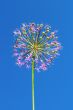 Allium inflorescence