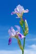 Iris flowers