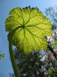  The growing Astilboides tabularis