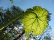 The growing Astilboides tabularis