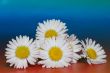 lot of daisy