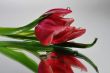 tulip with drops in the mirror