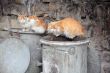 Two Stray Cats on Garbage Bins