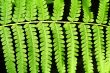 Fern frond leaf background