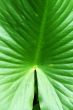 Large swamp plant leaf background