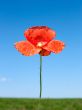 Red poppy flower over field