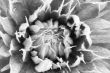 middle of a clematis bloom in black and white