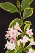 Weigela `Florida Variegata`