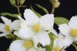 Philadelphus Mock Orange