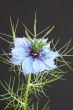Nigella (love-in-a-mist, devil-in-a-bush)