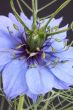 Nigella (love-in-a-mist, devil-in-a-bush)