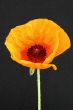 Papaver poppy
