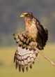 Crested Serpent Eagle