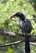 Sri Lanka Grey Hornbill