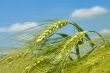 Barley spikelet on the field