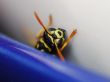 wasp is looking