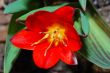 wild tulip