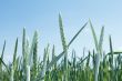 Green spikes of wheat