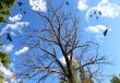 Big tree