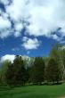 Spring trees with blue sky