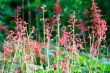 Wild Little Pink Flowers 