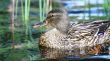 Mallard duck 