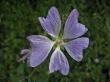 Pale violet flower