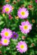 Pink Flowers