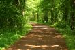 Pathway through the forest