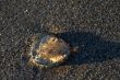 Baby Jellyfish