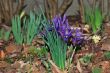flower iris