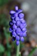 grape hyacinth