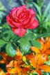 blooming red rose on a background of orange lilies