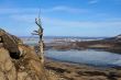 Old dead tree.